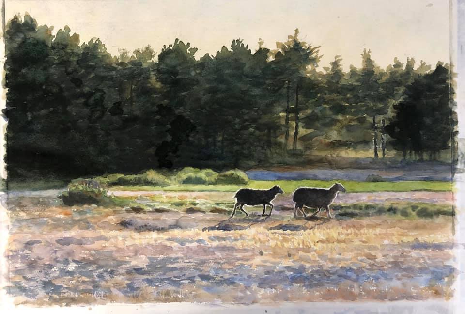 Lars Östling - Lamm i motljus, watercolor