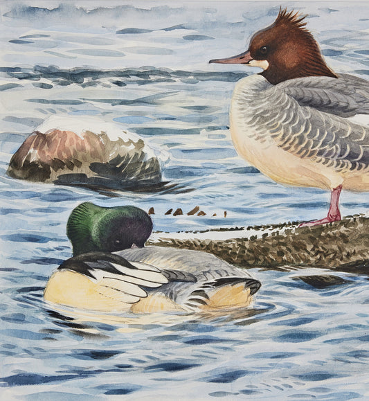 Lars Jonsson - Storskrakar (Goosanders), watercolor