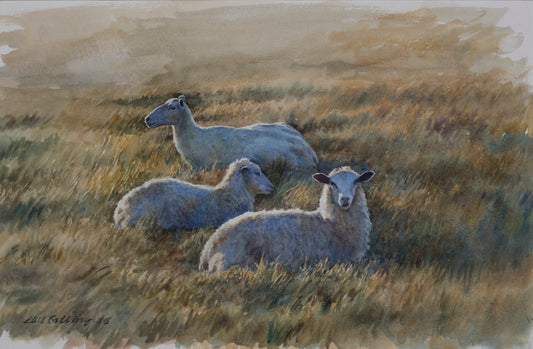 Lars Östling - Resting sheep (Vilande lamm), Fine Art Print