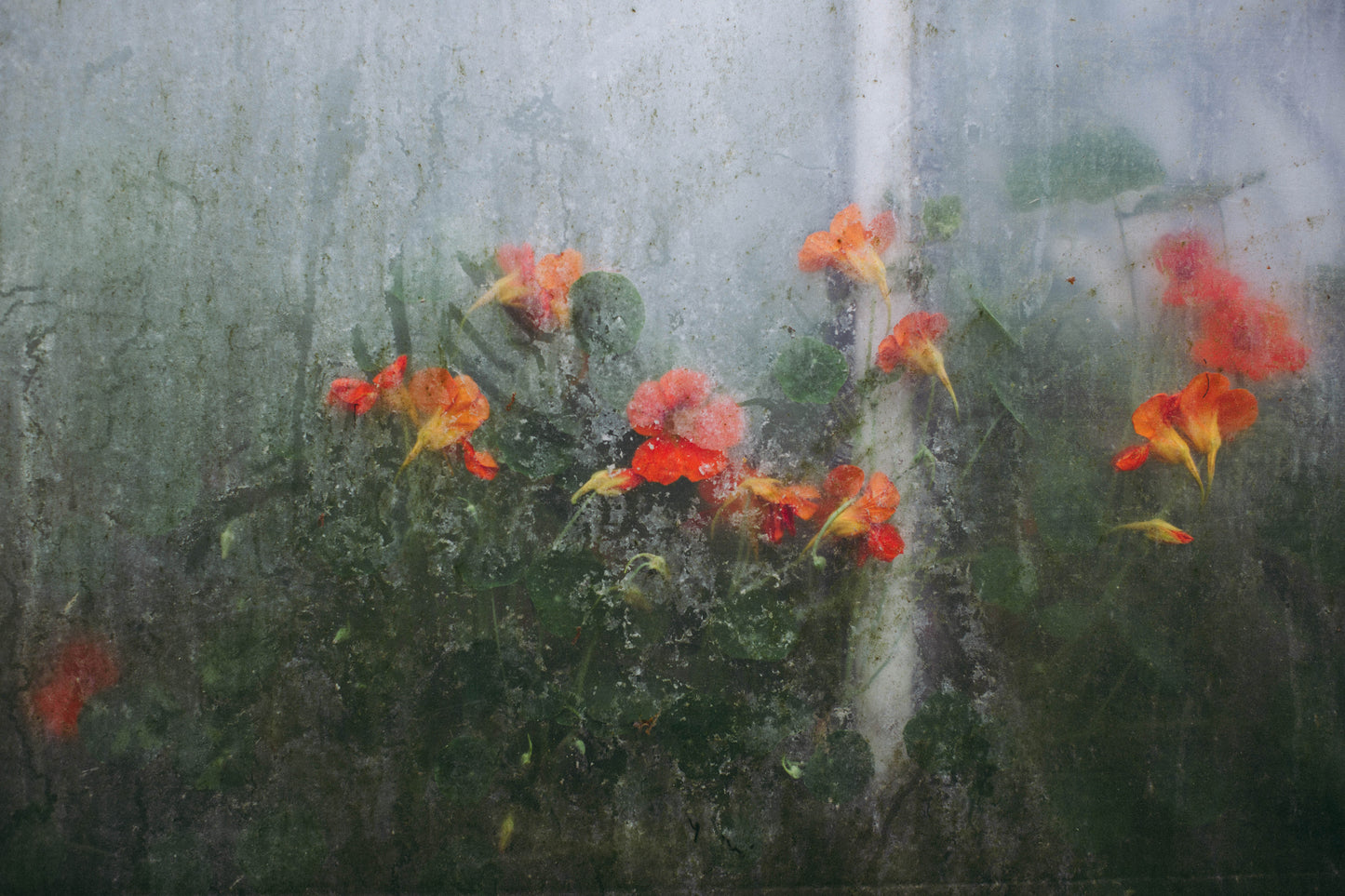 Jessica Lindgren Wu - Nasturtiums, art photo, fine art print