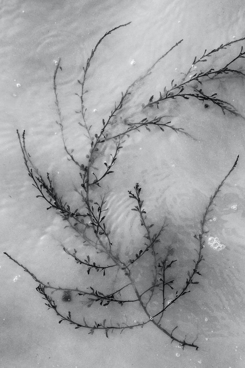 Jessica Lindgren Wu - Seaweed, art photo